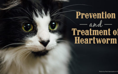 Prevention and Treatment of Heartworm Disease in Dogs and Cats