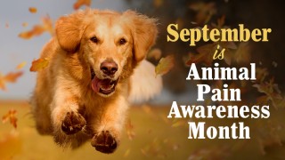 September is Animal Pain Awareness Month